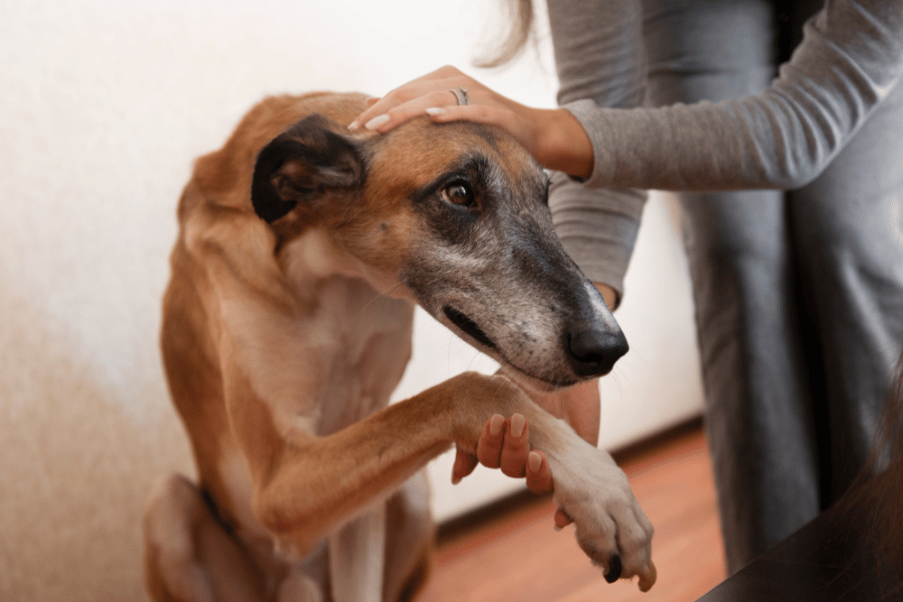 Artritis en perros: Causas ocultas, primeros síntomas y cómo proteger su salud